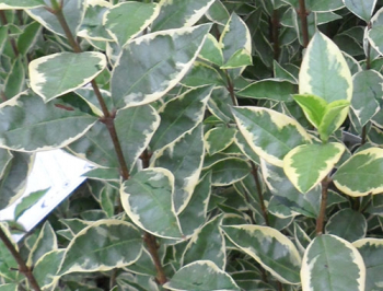 Obr�zok (1)